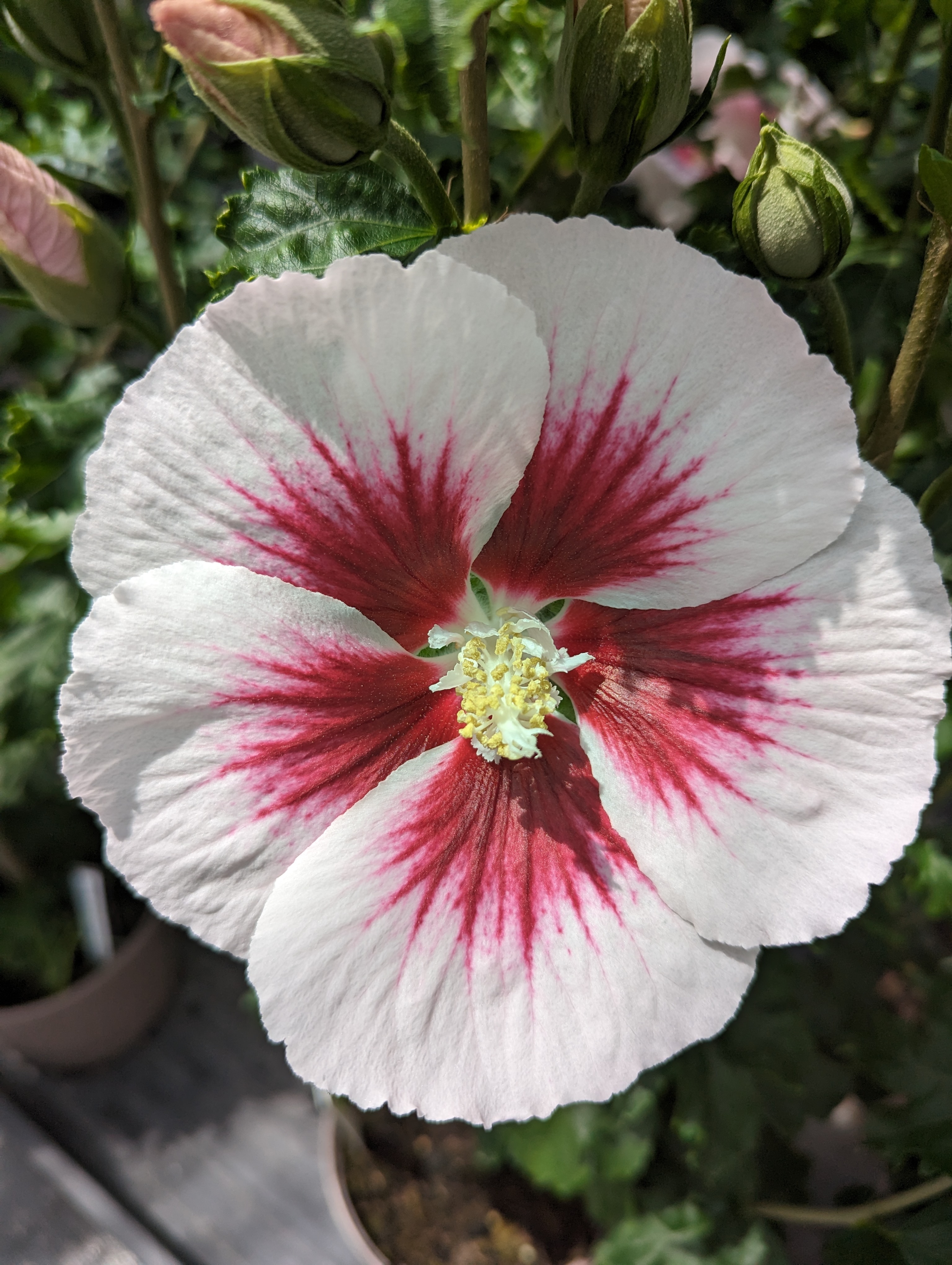 Hibiscus ´Walberton's® Lunar® Flare´ (´WALHIFLAR´)Ⓢ | 2j.v.St. P9